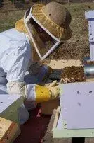 pčelar na ul